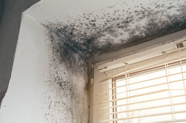 Affordable Mold Cleanup solutions in Mapleton Depot, PA